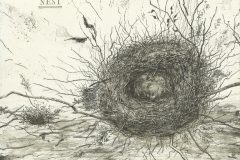 Radierung-NEST-Rainer-Marofke-B1600Px